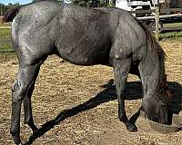 blue-roan-star-coronet-sock-horse