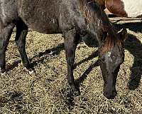 star-coronet-sock-horse