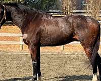 and-willing-thoroughbred-horse