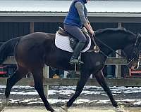 available-thoroughbred-horse