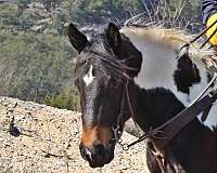 horsemanship-paint-horse