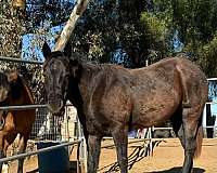 quarter-horse-for-sale