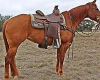 all-around-quarter-horse