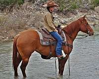 calf-roping-quarter-horse