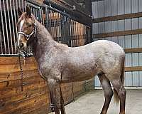 red-roan-tennessee-walking-stallion