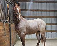 red-roan-twhbea-stallion