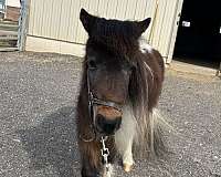 beginner-miniature-horse