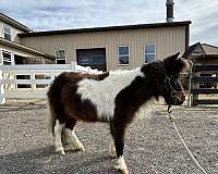 breeding-miniature-horse