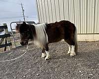 driving-miniature-horse