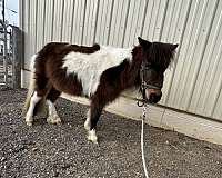 flashy-miniature-horse