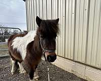 halter-miniature-horse