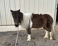 trained-miniature-horse