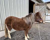 breeding-miniature-horse