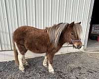 flashy-miniature-horse