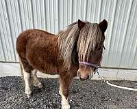 halter-miniature-horse