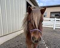 kid-safe-miniature-horse