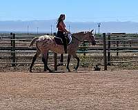 athletic-appaloosa-horse