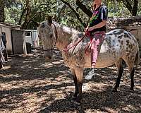 natural-horsemanship-training-appaloosa-horse