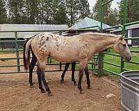 buckskin-appaloosa-mare