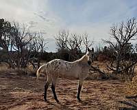 buckskin-all-around-horse