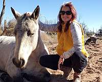 buckskin-athletic-horse