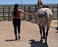 buckskin-companion-horse