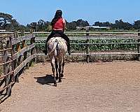 buckskin-dappled-horse