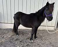 breeding-miniature-horse