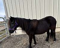 flashy-miniature-horse