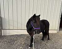 halter-miniature-horse