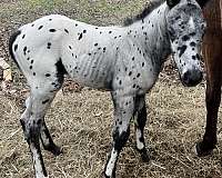 black-spots-entirely-body-horse