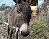 donkey