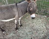 donkey-for-sale