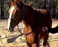 all-around-thoroughbred-horse