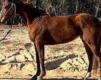 barrel-thoroughbred-horse