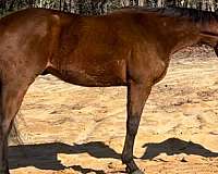 all-around-thoroughbred-horse