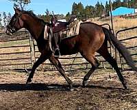 athletic-thoroughbred-horse