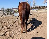 endurance-experienced-broodmare