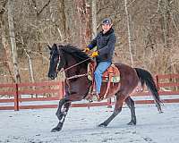 athletic-friesian-horse