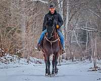 draft-friesian-horse