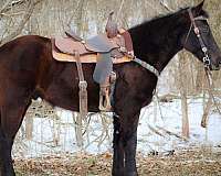 all-around-quarter-horse