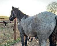 quarter-horse-for-sale