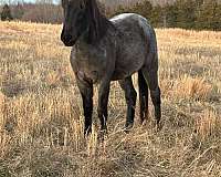 quarter-horse-gelding