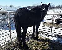 bred-percheron-horse