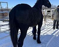 curly-percheron-horse