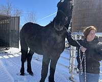 curly-draft-horse-percheron