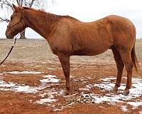 quarter-horse-gelding