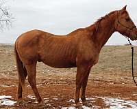 quarter-horse-for-sale