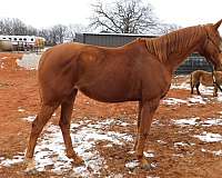 appendix-horse-for-sale