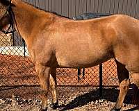 quarter-horse-mare